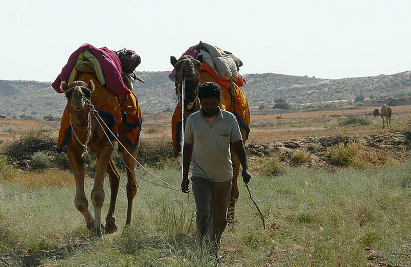 A driver bringing camels back to lunch spot