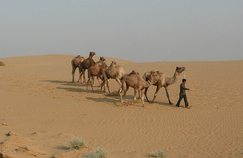 Rounding up the camels in the morning