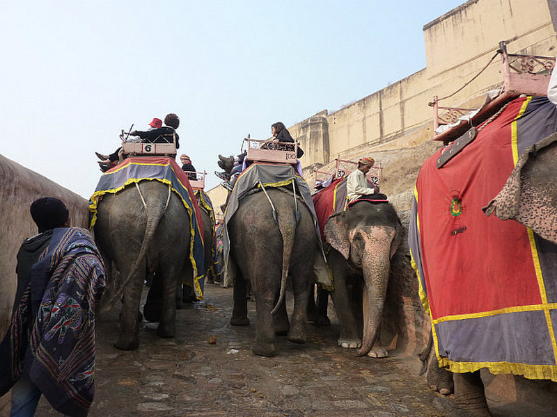 Elephant rides up to the fort