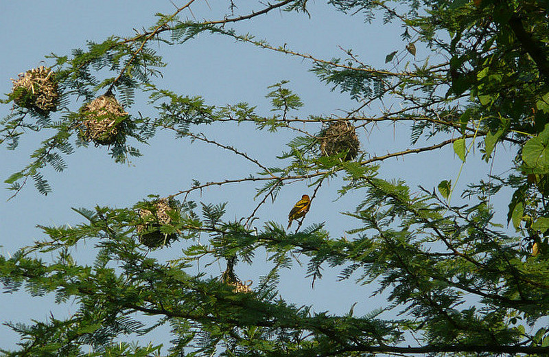 Village Weaver and Nests