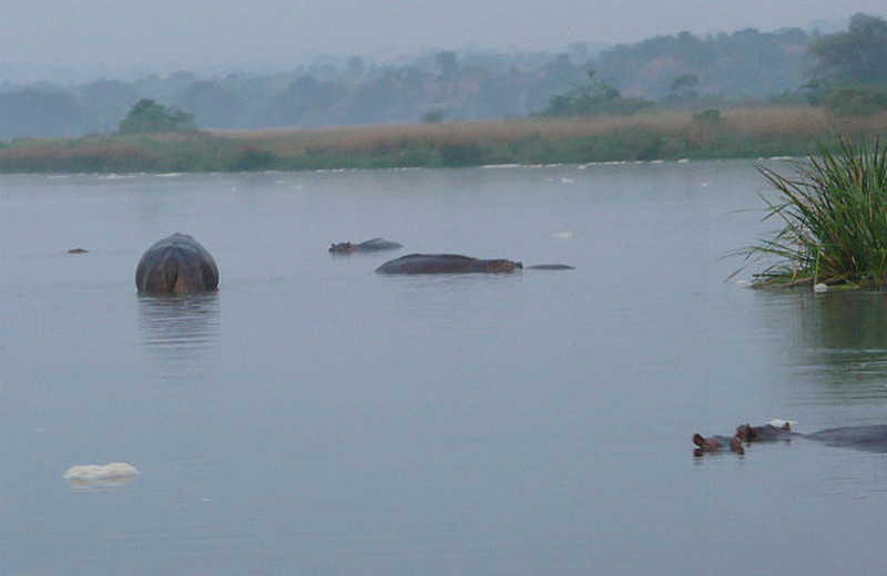 First view of hippos in the Nile