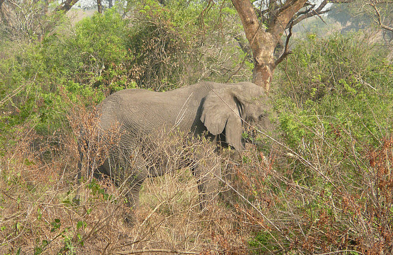 Elephant seen on game drive