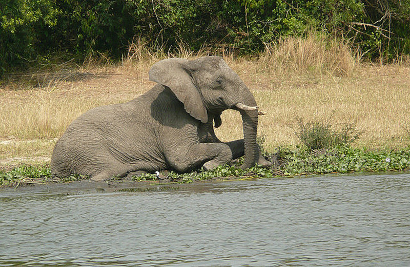 Elephant on the Nile