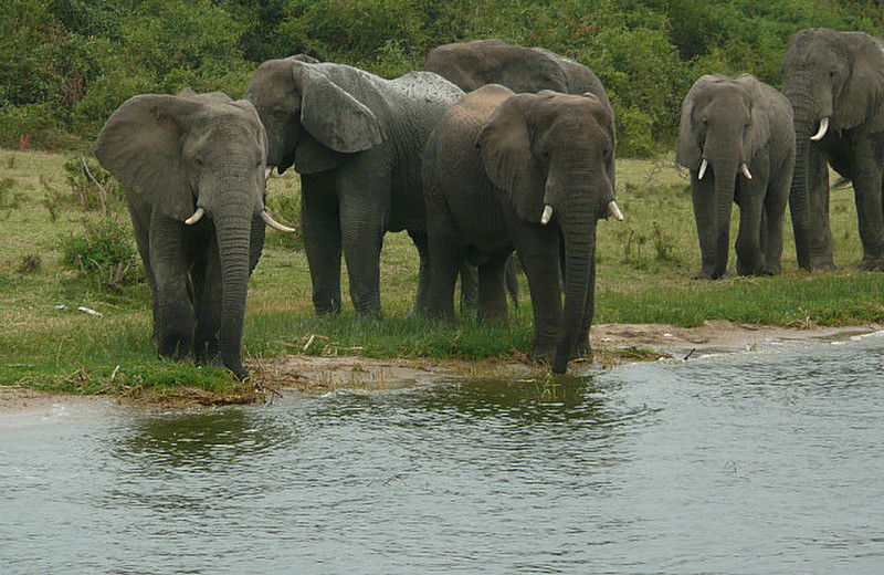 Love the elephants