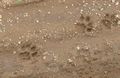Tree lion foot prints