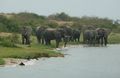 Elephants to water