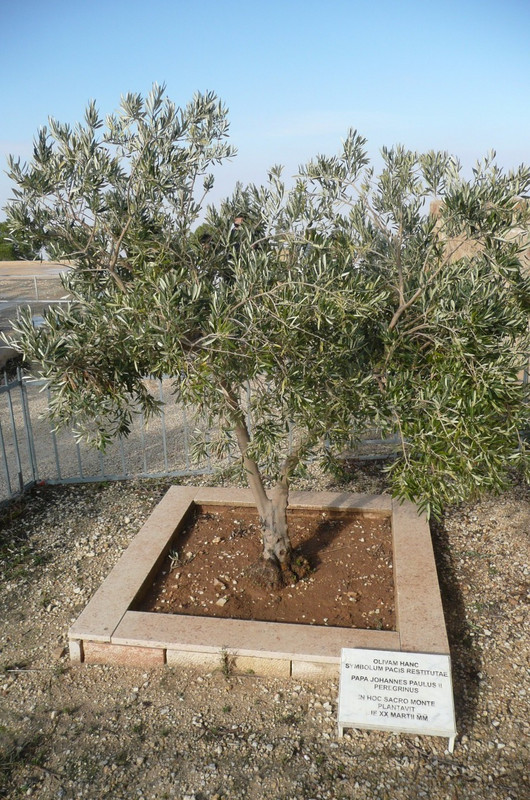 Olive Tree planted by the pope