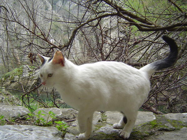 Lake Matka cat