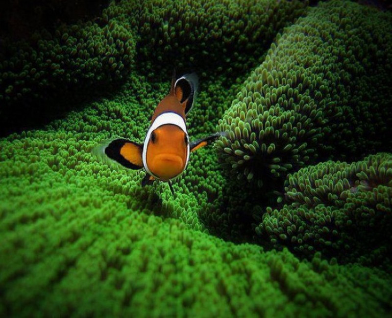 Nemo found! ;)