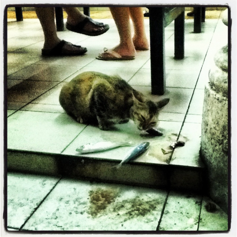 Organic cat food at the hawker centre