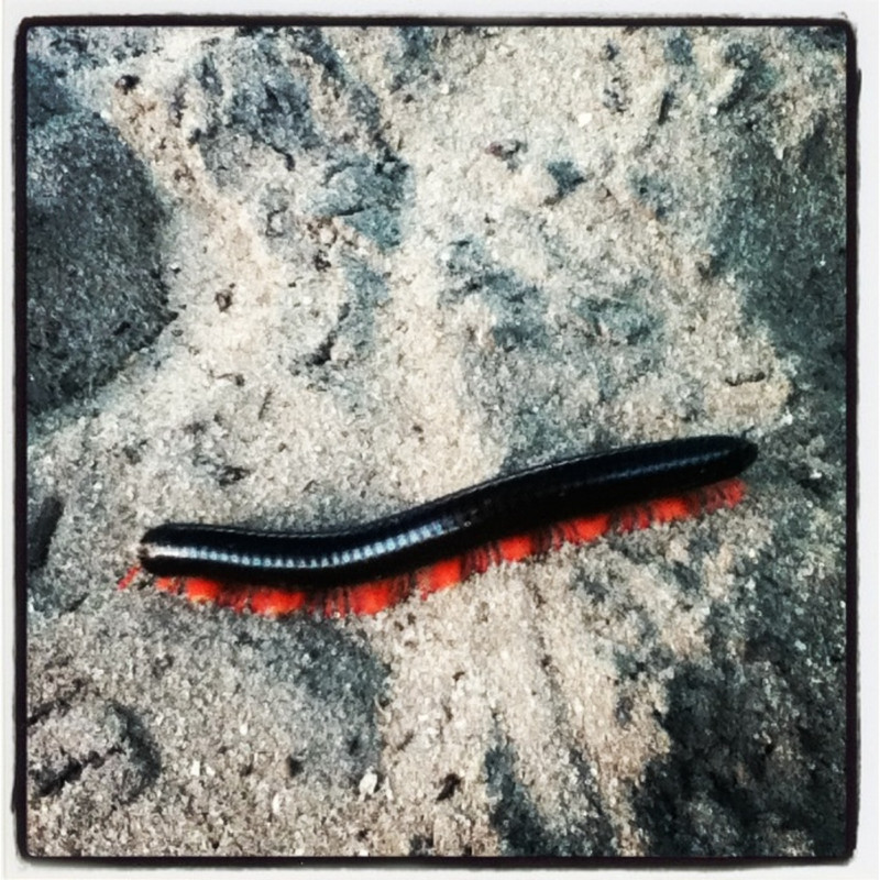 African Millipede (probably deadly;)