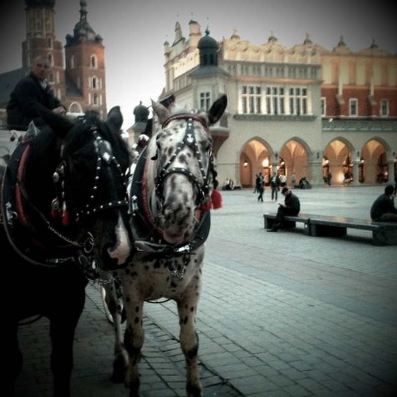 Carriage Rides in Old Town