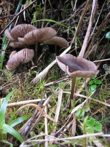 Mushrooms - Inca trail day 3