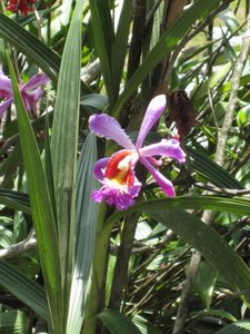 Orchid - Machu Picchu