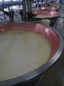 Parmigiano Reggiano in the Making