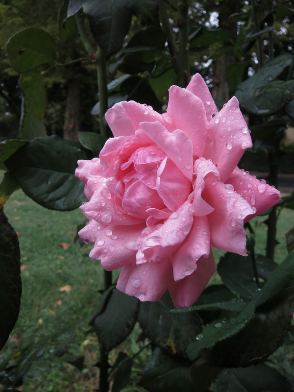 Rose in the Rain