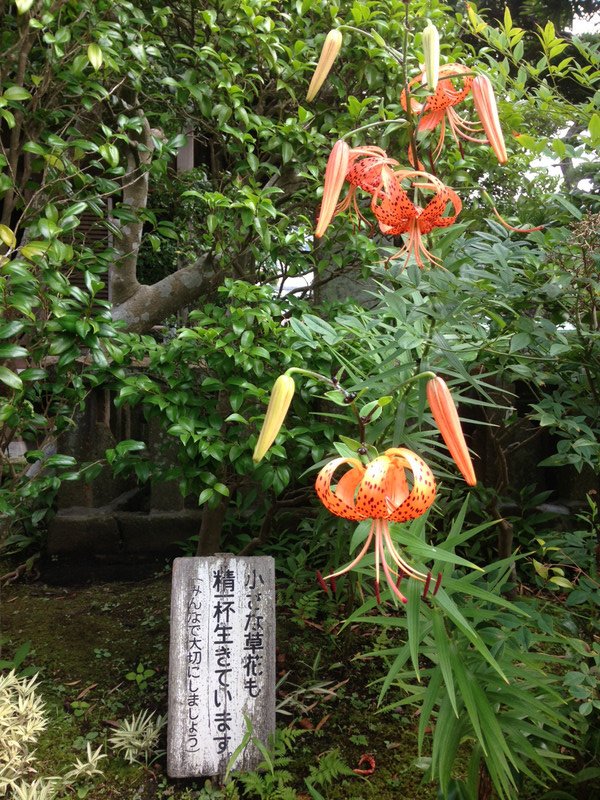 Kamakura tiger lillies
