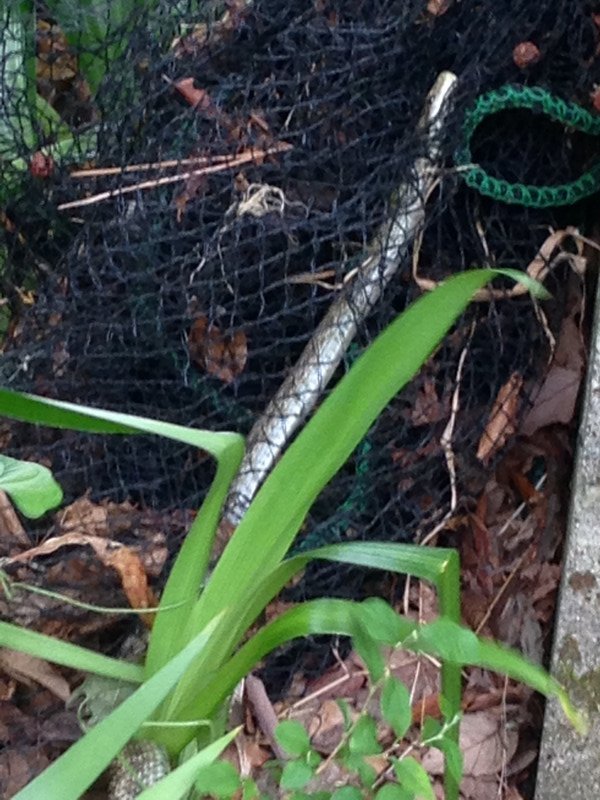 Evidently there are a lot of snakes in Gora- people set traps, though we watched this little guy escape