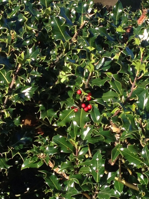 Holly with berries for Christmas