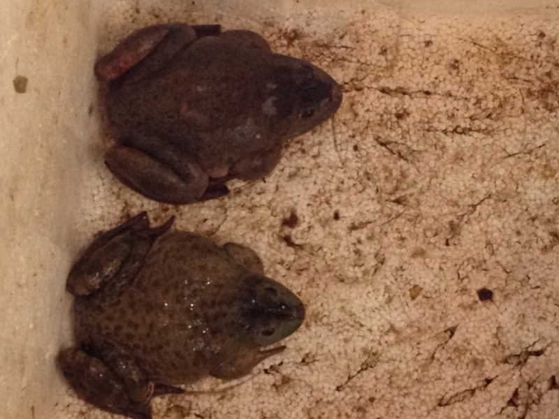 Or cane toads ???
