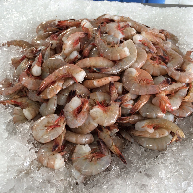 Gulf shrimp at the fresh fish market