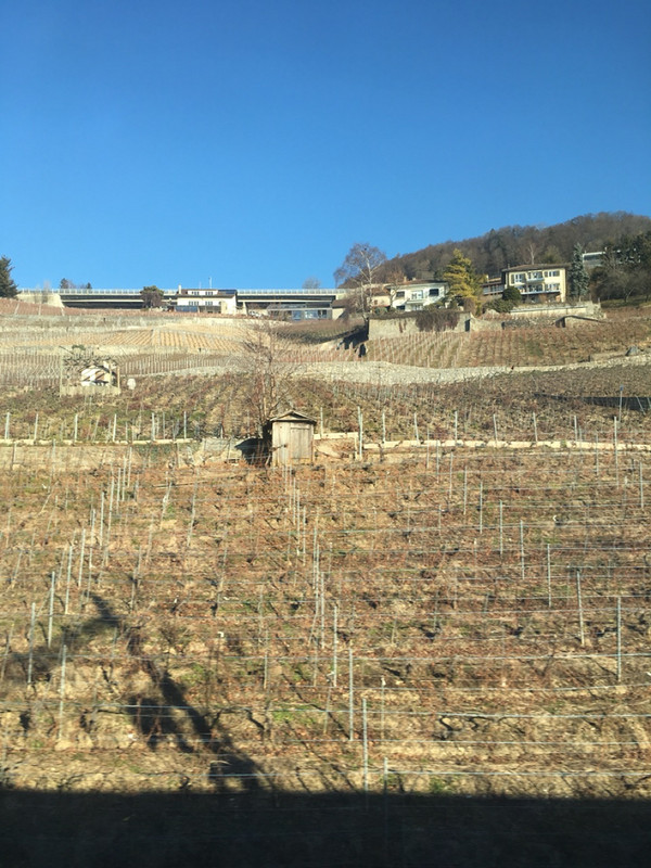 Vineyards not far out from Lausanne 