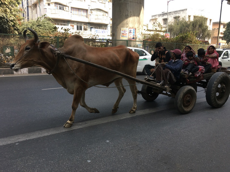 This taken on a busy road right in Delhi