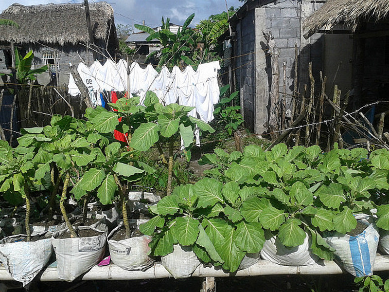 Washing and plants