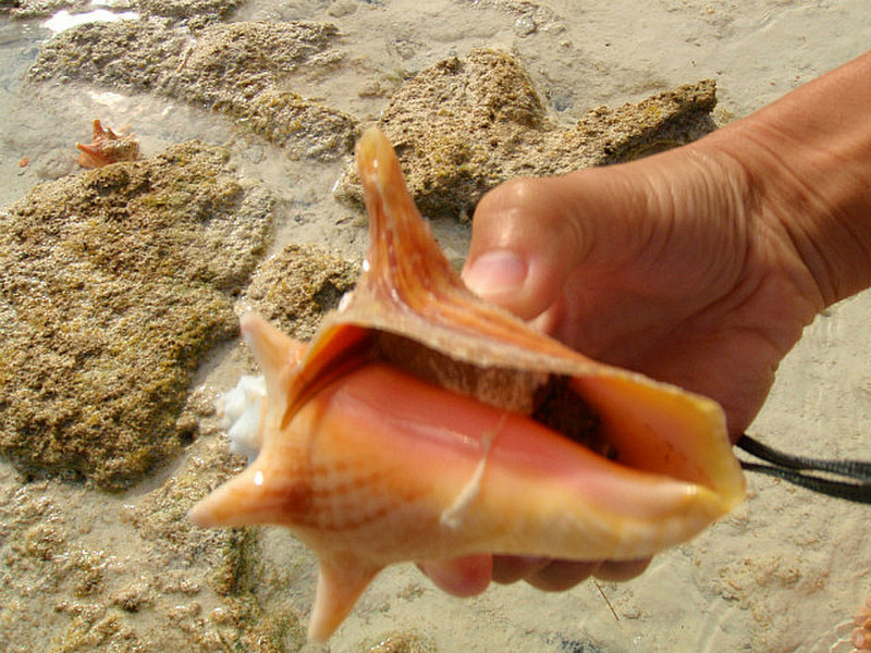 Baby Conch