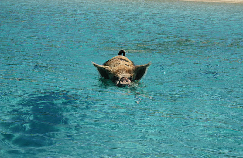 Swimming Pigs! 