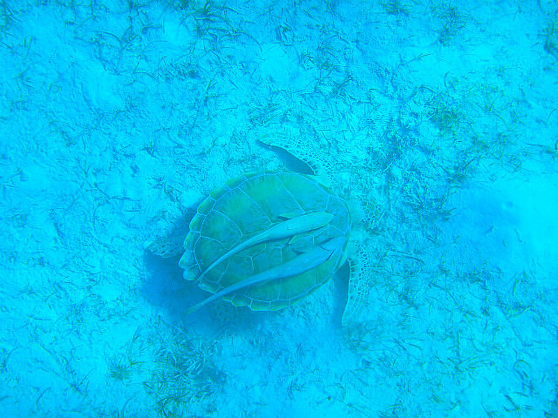 One of three turtles that fed under our boat