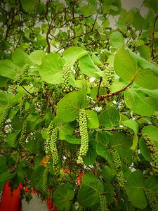 They are Sea Grapes!!!