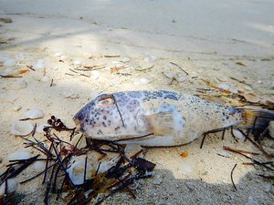 ...washed up along Big Bay.