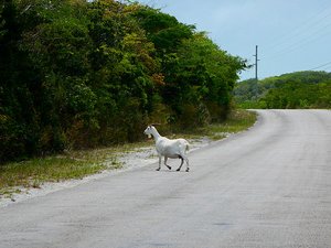 Billy Goat crossing.