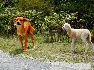 Friends: Dog and Lamb.
