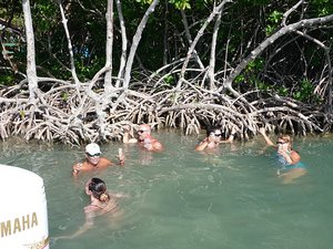 Hanging out in the mangroves.