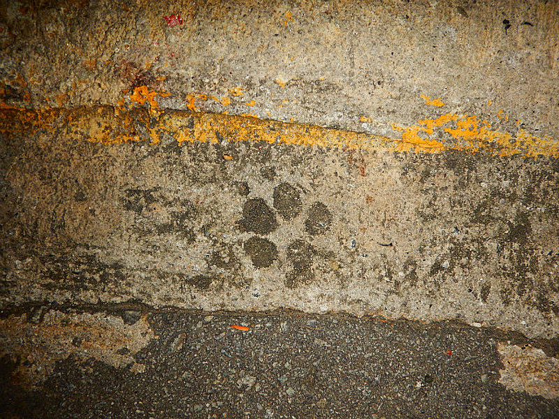 Love finding paw prints in the sidewalks. ;)