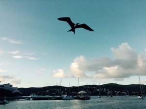 Frigate birds fishing in the harbour