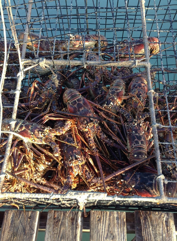 Anegada Lobster. It&#39;s a BIG thing. 