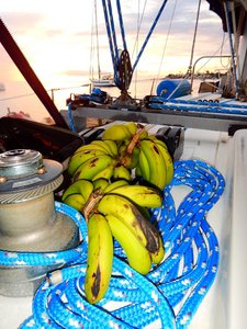 Boy! Do we have bananas!!! (Given to us)