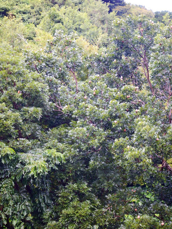 Mahogany trees