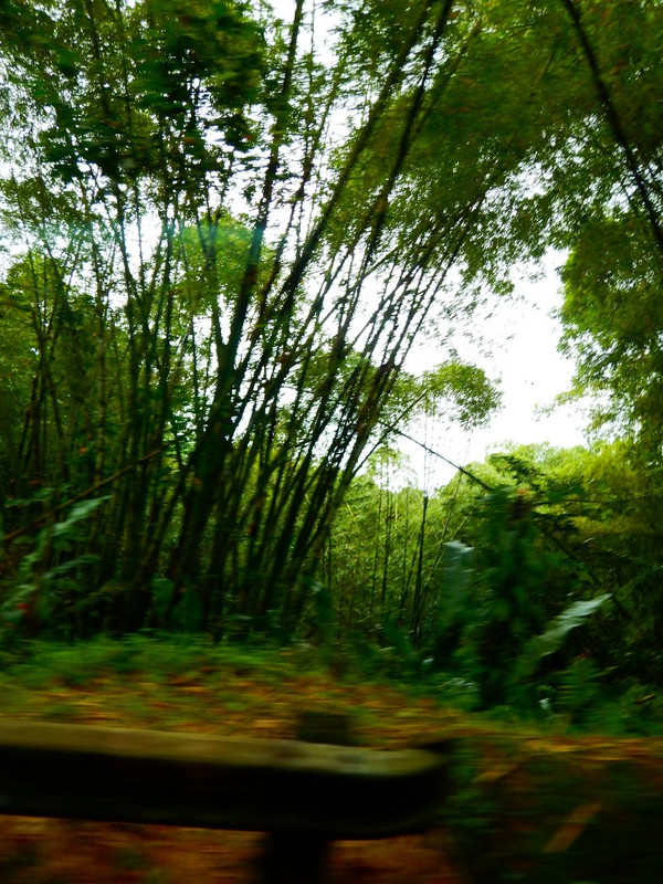 lots of bamboo as we climbed into the rainforest