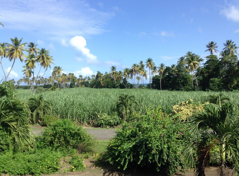 Fields of Sugar Cane