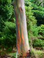 ...with colorful bark