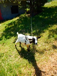 Friendly goat.
