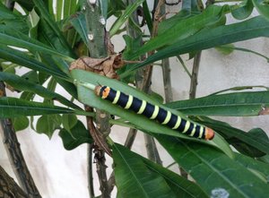 Frangipani caterpillar. 