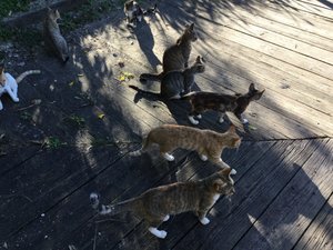 Antiguan Cats. They&#39;re everywhere.