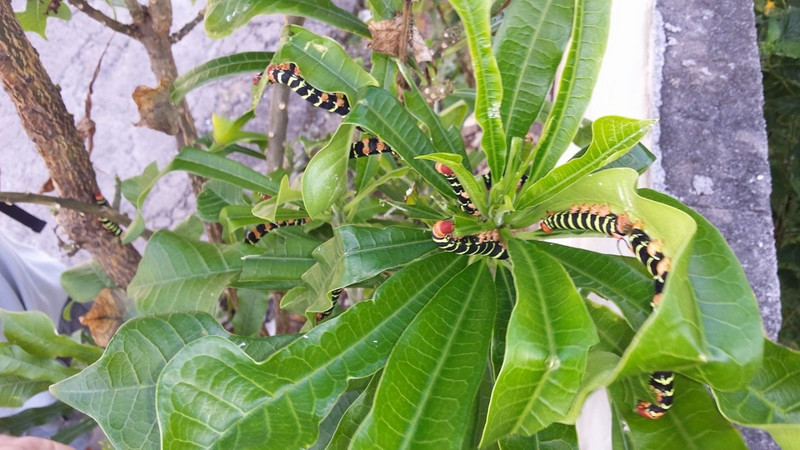 Frangipani caterpillars. Ew!