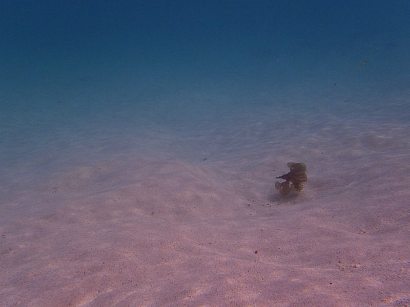 Ningaloo Underwater