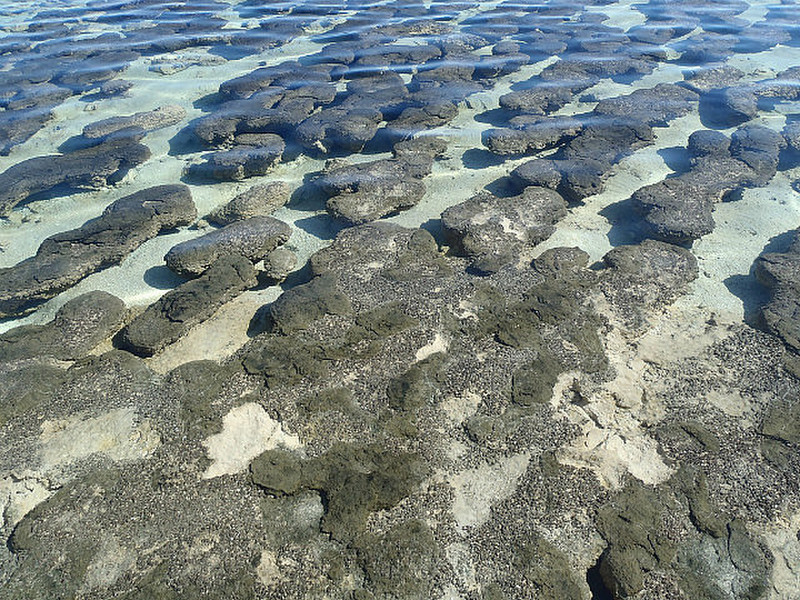Stromatolites